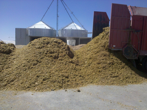 silage delivery